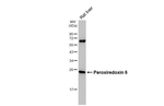 PRDX6 Antibody in Western Blot (WB)