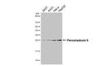PRDX6 Antibody in Western Blot (WB)