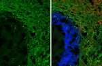 GPR40 Antibody in Immunohistochemistry (Frozen) (IHC (F))