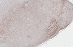 GPR40 Antibody in Immunohistochemistry (Paraffin) (IHC (P))