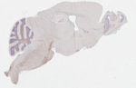 GPR40 Antibody in Immunohistochemistry (Paraffin) (IHC (P))