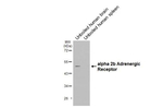 alpha-2b Adrenergic Receptor Recombinant Rabbit Monoclonal Antibody (HL3957)