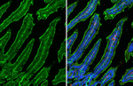 ADORA2B Antibody in Immunohistochemistry (Frozen) (IHC (F))