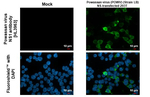 Powassan Virus NS1 Recombinant Rabbit Monoclonal Antibody (HL3963)