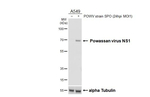 Powassan Virus NS1 Antibody in Western Blot (WB)