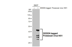 Powassan Virus NS1 Antibody in Western Blot (WB)