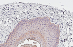 alpha-ENaC Antibody in Immunohistochemistry (Paraffin) (IHC (P))