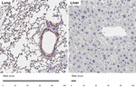 alpha-ENaC Antibody in Immunohistochemistry (Paraffin) (IHC (P))