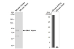 alpha-ENaC Antibody in Western Blot (WB)