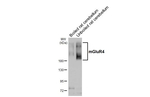 mGluR4 Antibody in Western Blot (WB)