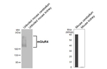mGluR4 Recombinant Rabbit Monoclonal Antibody (HL3986)