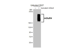 mGluR4 Antibody in Western Blot (WB)