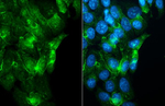 ADORA1 Antibody in Immunocytochemistry (ICC/IF)