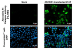 ADORA1 Antibody in Immunocytochemistry (ICC/IF)