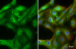 ADORA1 Recombinant Rabbit Monoclonal Antibody (HL3987)