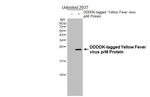 Yellow Fever Virus prM Recombinant Rabbit Monoclonal Antibody (HL4004)