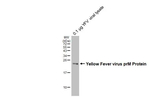 Yellow Fever Virus prM Antibody in Western Blot (WB)