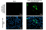 Lassa Virus Glycoprotein G2 Recombinant Rabbit Monoclonal Antibody (HL4006)
