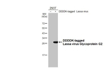 Lassa Virus Glycoprotein G2 Antibody in Western Blot (WB)