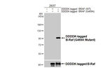 B-Raf (G469A Mutant) Antibody in Western Blot (WB)