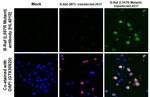 B-Raf (L597R Mutant) Antibody in Immunohistochemistry (Paraffin) (IHC (P))