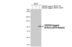B-Raf (L597R Mutant) Antibody in Western Blot (WB)