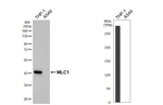 MLC1 Recombinant Rabbit Monoclonal Antibody (HL4013)