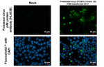 Powassan Virus prM Protein Recombinant Rabbit Monoclonal Antibody (HL4038)
