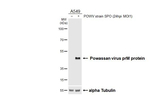 Powassan Virus prM Protein Antibody in Western Blot (WB)