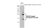 Powassan Virus prM Protein Antibody in Western Blot (WB)