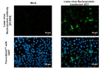 Lassa Virus Nucleoprotein Recombinant Rabbit Monoclonal Antibody (HL4044)