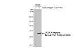 Lassa Virus Nucleoprotein Antibody in Western Blot (WB)