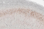 KISS1R Antibody in Immunohistochemistry (Paraffin) (IHC (P))