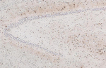 KISS1R Antibody in Immunohistochemistry (Paraffin) (IHC (P))