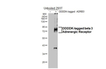 beta-3 Adrenergic Receptor Antibody in Western Blot (WB)