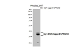 GPRC5D Recombinant Rabbit Monoclonal Antibody (HL4056)