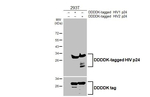 HIV1/2 p24 Antibody in Western Blot (WB)