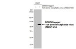 Tick-Borne Encephalitis Virus NS5 Recombinant Rabbit Monoclonal Antibody (HL4061)