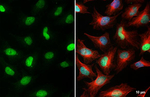 MCM7 Recombinant Rabbit Monoclonal Antibody (HL4072)