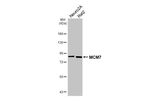 MCM7 Antibody in Western Blot (WB)