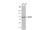 MCM7 Antibody in Western Blot (WB)