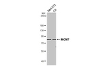 MCM7 Antibody in Western Blot (WB)