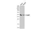 SLBP Antibody in Western Blot (WB)