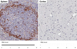 CD169 Antibody in Immunohistochemistry (Paraffin) (IHC (P))