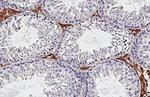 CD169 Antibody in Immunohistochemistry (Paraffin) (IHC (P))
