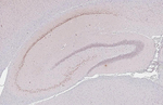 NeuroD6 Antibody in Immunohistochemistry (Paraffin) (IHC (P))