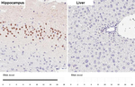 NeuroD6 Recombinant Rabbit Monoclonal Antibody (HL4081)