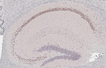 NeuroD6 Antibody in Immunohistochemistry (Paraffin) (IHC (P))
