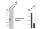 ADORA2A Recombinant Rabbit Monoclonal Antibody (HL4086)