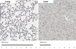 LPHN2 Antibody in Immunohistochemistry (Paraffin) (IHC (P))